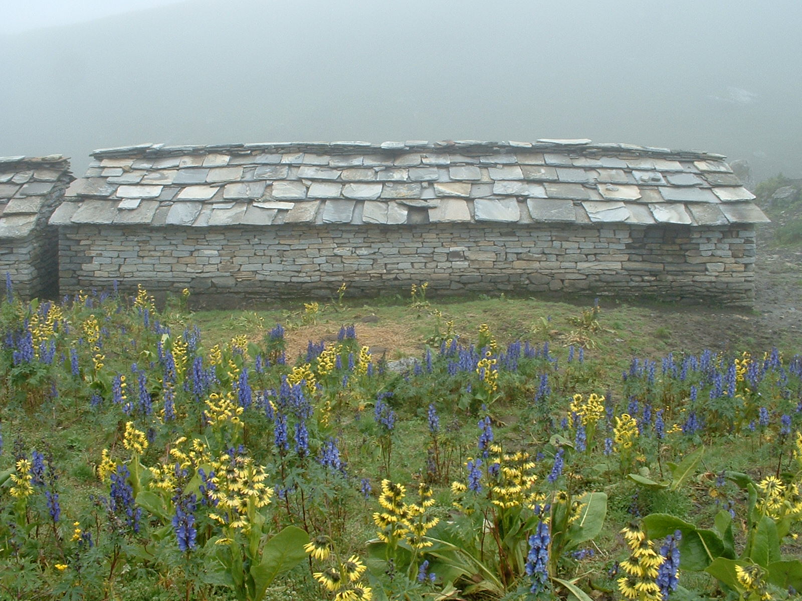 052 - Hut and flowers at 4500m