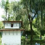 057 - Tree antennae in Ghara
